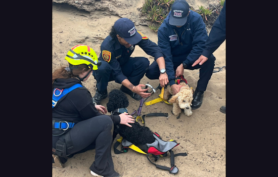 SFFD Skillfully Executes Cliffside Rescue of Person and Dogs at Fort Funston, San Francisco
