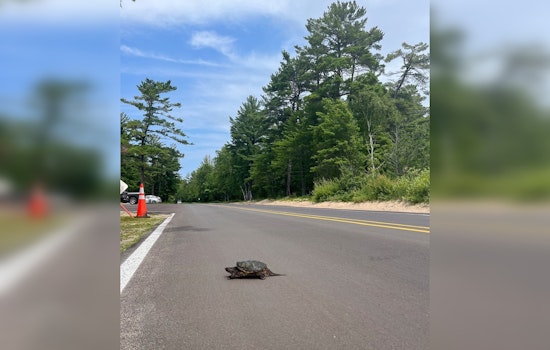 Snapping Turtle Crossing Season at Michigan's Pictured Rocks National Lakeshore