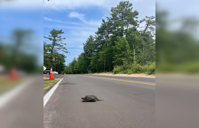 Snapping Turtle Crossing Season at Michigan's Pictured Rocks National Lakeshore