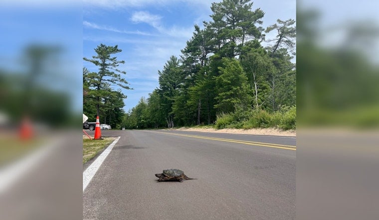 Snapping Turtle Crossing Season at Michigan's Pictured Rocks National Lakeshore
