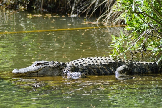 South Padre Island Alligators Relocated as Tropical Storm Beryl Approaches Gulf