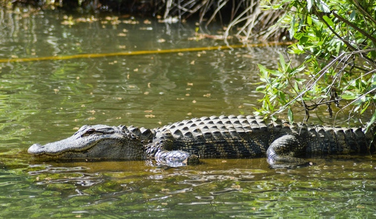South Padre Island Alligators Relocated as Tropical Storm Beryl Approaches Gulf