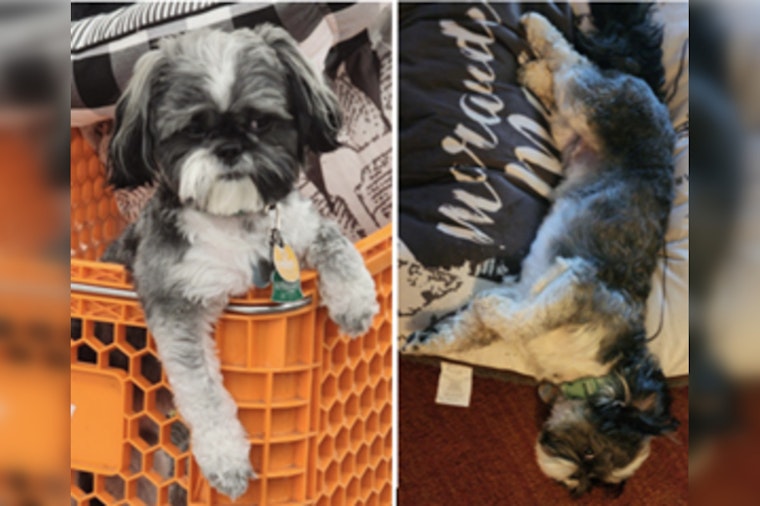 Southeast Community and Police Join Forces to Find Dog Stolen in Auto Theft on M Street