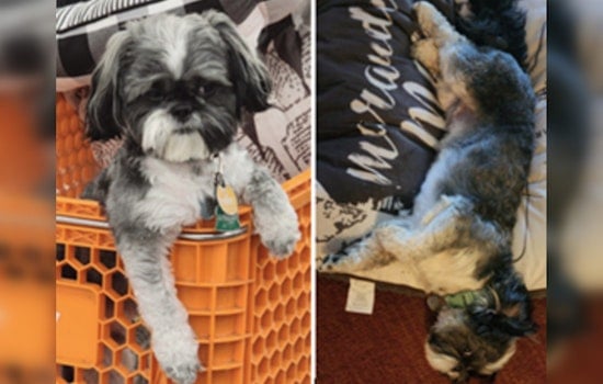 Southeast Community and Police Join Forces to Find Dog Stolen in Auto Theft on M Street