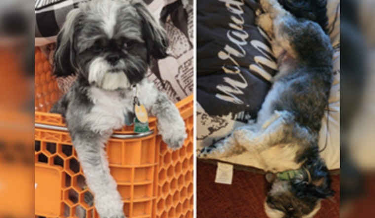 Southeast Community and Police Join Forces to Find Dog Stolen in Auto Theft on M Street