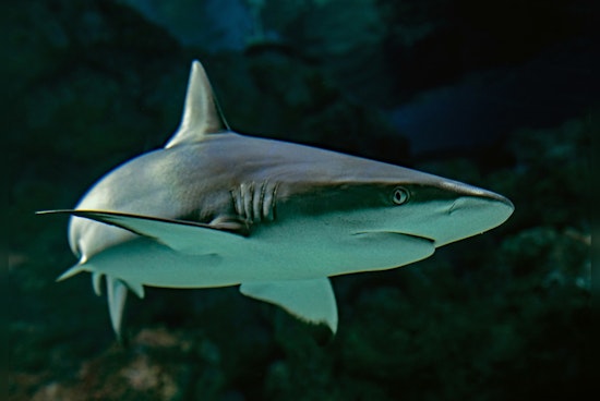 Spearfisherman Airlifted to Miami Hospital Following Bull Shark Attack Off Key West