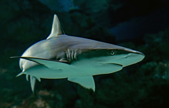 Spearfisherman Airlifted to Miami Hospital Following Bull Shark Attack Off Key West