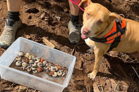 Specially Trained Dogs in Kauai Successfully Detect Invasive Coconut Rhinoceros Beetle Larvae