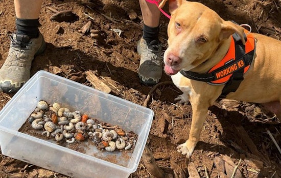 Specially Trained Dogs in Kauai Successfully Detect Invasive Coconut Rhinoceros Beetle Larvae