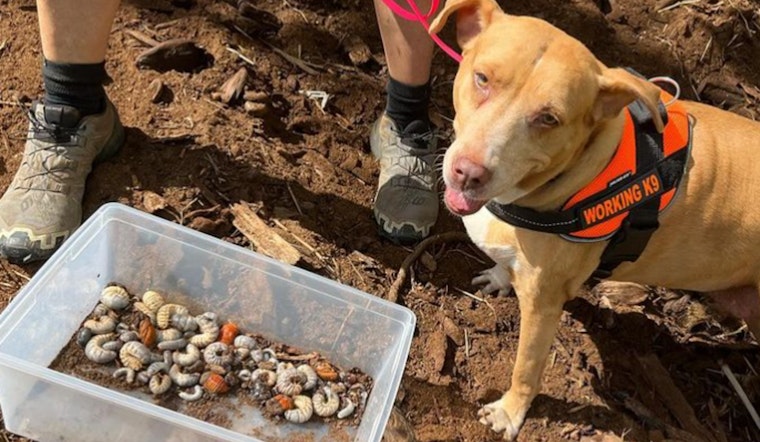 Specially Trained Dogs in Kauai Successfully Detect Invasive Coconut Rhinoceros Beetle Larvae