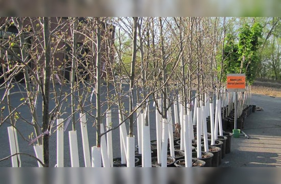 St. Louis Park Residents Get Another Chance at Tree Giveaway This Fall
