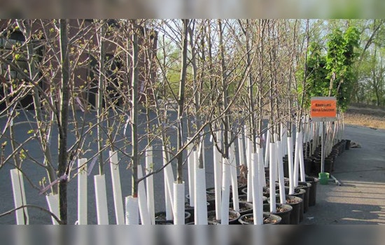 St. Louis Park Residents Get Another Chance at Tree Giveaway This Fall