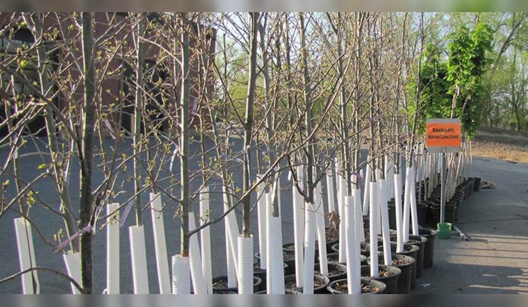 St. Louis Park Residents Get Another Chance at Tree Giveaway This Fall