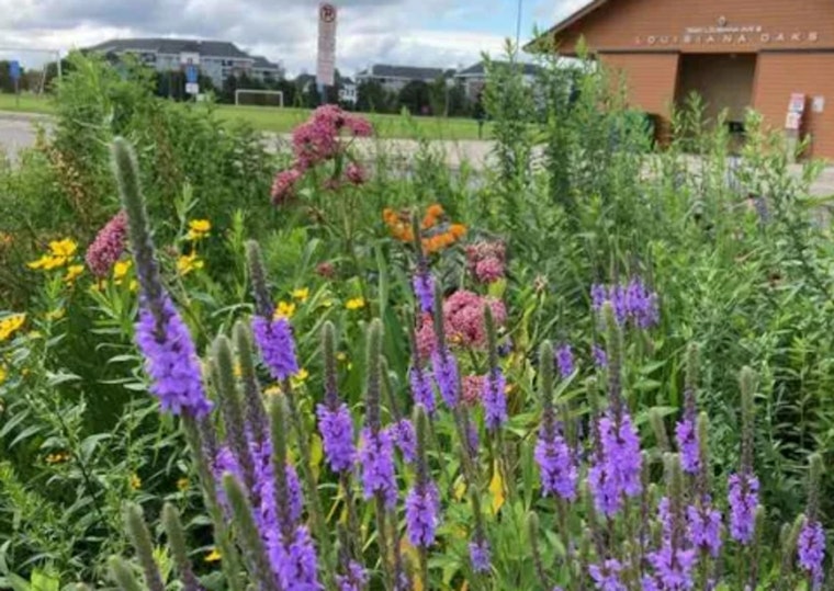 St. Louis Park Residents Offered Discount on Native Plant Kits to Boost Local Pollinator Habitats