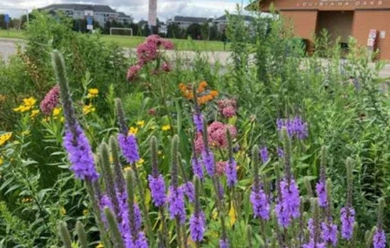 St. Louis Park Residents Offered Discount on Native Plant Kits to Boost Local Pollinator Habitats