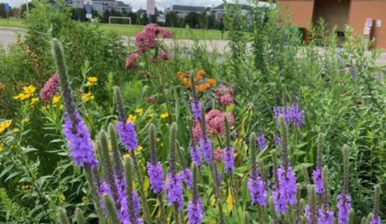 St. Louis Park Residents Offered Discount on Native Plant Kits to Boost Local Pollinator Habitats