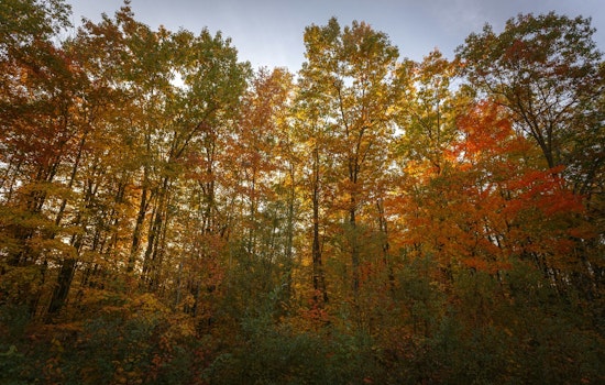 St. Louis Park Schedules Public Hearing on Heritage Tree Preservation for August 7, Community Encouraged to Voice Opinions