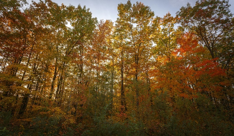 St. Louis Park Schedules Public Hearing on Heritage Tree Preservation for August 7, Community Encouraged to Voice Opinions