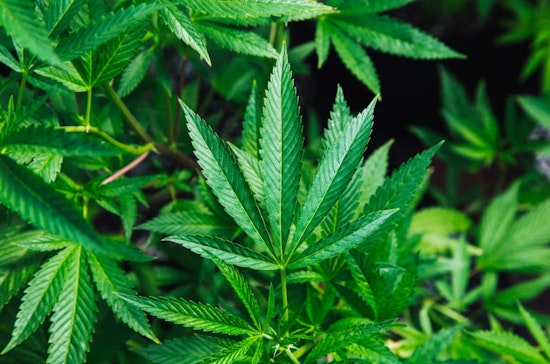 Texas Lawmakers Grapple with $8 Billion Hemp Industry's Future Amid Regulatory Debate