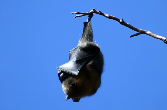 TxDOT Integrates Bat Conservation into Texas Infrastructure with Statewide Bat Box Installations