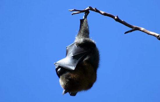 TxDOT Integrates Bat Conservation into Texas Infrastructure with Statewide Bat Box Installations