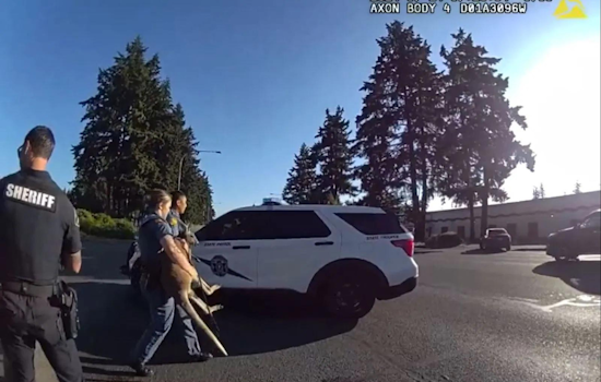 Unexpected Wallaby Chase in Parkland Leads to Whimsical Police Pursuit and Safe Capture