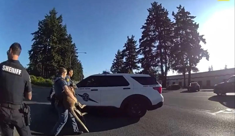 Unexpected Wallaby Chase in Parkland Leads to Whimsical Police Pursuit and Safe Capture