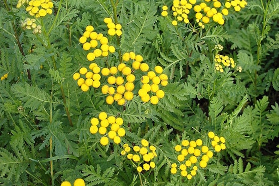 University of Minnesota Study Links Land Use to Aggressive Tansy Invasion in the State