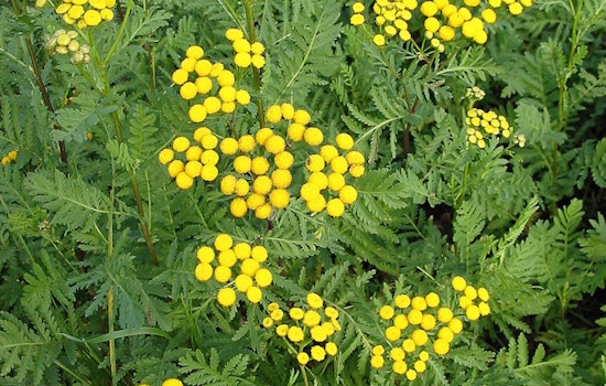 University of Minnesota Study Links Land Use to Aggressive Tansy Invasion in the State