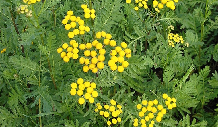 University of Minnesota Study Links Land Use to Aggressive Tansy Invasion in the State