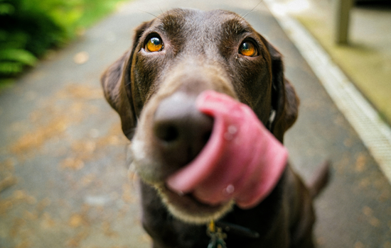 UPDATE: Baltimore's BARCS Shelter Overcomes Heatwave Challenge with Community Support, Resumes Normal Operation and Adoption Drive