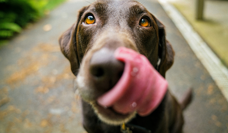 UPDATE: Baltimore's BARCS Shelter Overcomes Heatwave Challenge with Community Support, Resumes Normal Operation and Adoption Drive