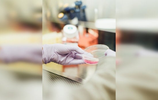 UT Health San Antonio Breakthrough, First Humanized Mice with Complete Human Immune Systems Developed
