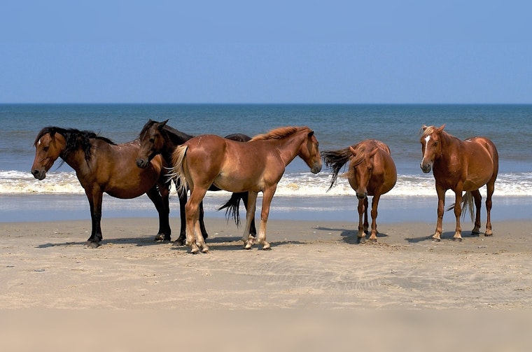 Virginia Man Charged in the Death of Wild Horse on North Carolina's Outer Banks