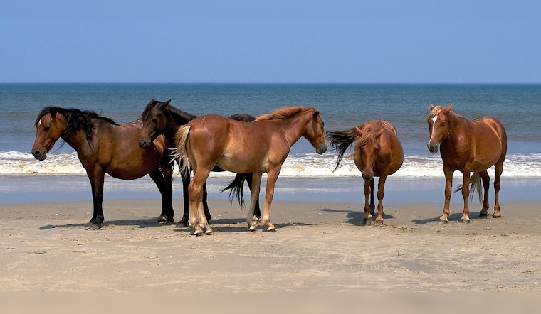 Virginia Man Charged in the Death of Wild Horse on North Carolina's Outer Banks