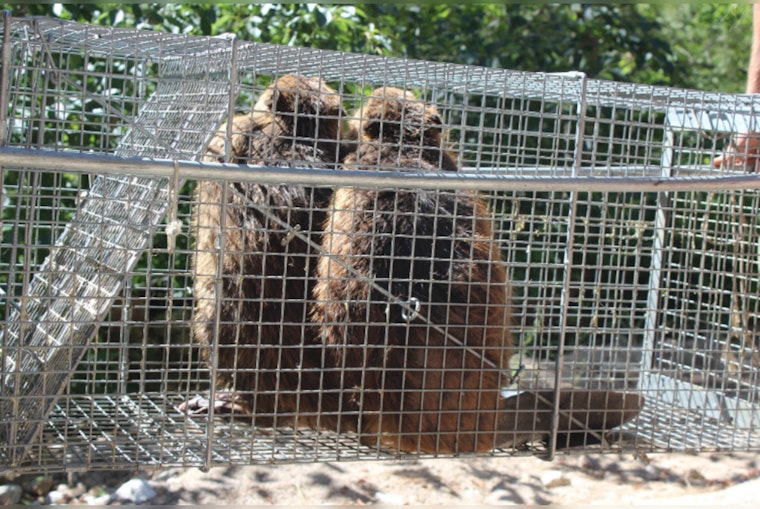 Washington Department of Fish and Wildlife Invites Public Input on Proposed Beaver Relocation Rule