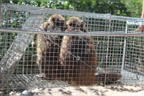 Washington Department of Fish and Wildlife Invites Public Input on Proposed Beaver Relocation Rule