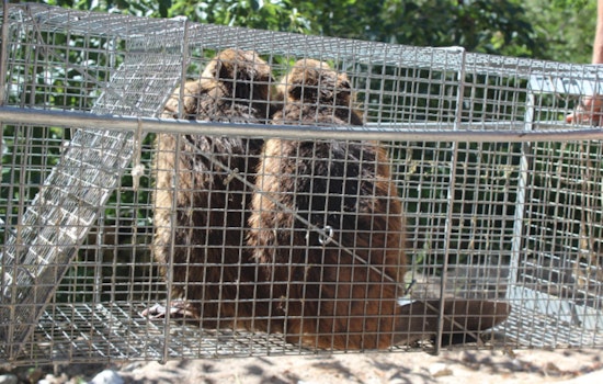 Washington Department of Fish and Wildlife Invites Public Input on Proposed Beaver Relocation Rule