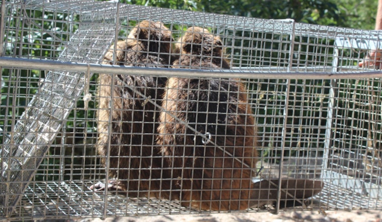 Washington Department of Fish and Wildlife Invites Public Input on Proposed Beaver Relocation Rule