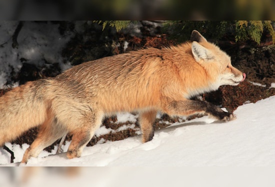Washington Proposes Permanent Trapping Restrictions to Protect Endangered Cascade Red Fox