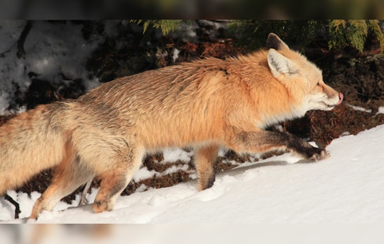 Washington Proposes Permanent Trapping Restrictions to Protect Endangered Cascade Red Fox