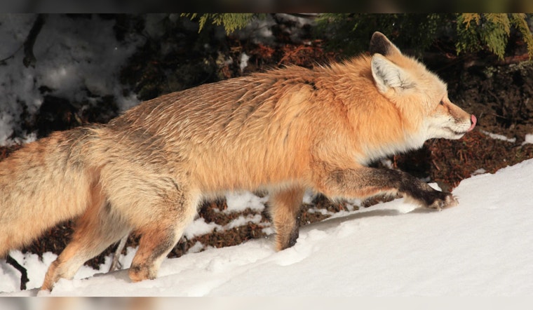 Washington Proposes Permanent Trapping Restrictions to Protect Endangered Cascade Red Fox