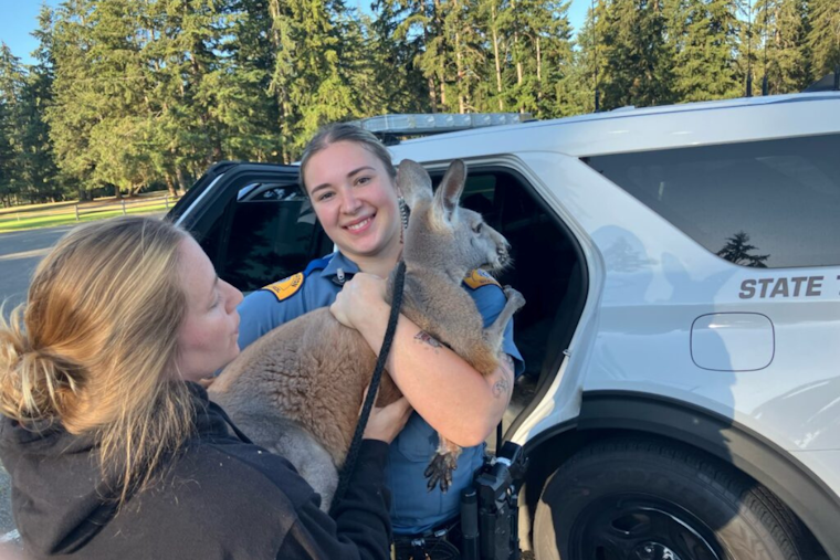 Wayward Marsupial Leads to Traffic Delays in Parkland, Safely Apprehended by Troopers and Locals