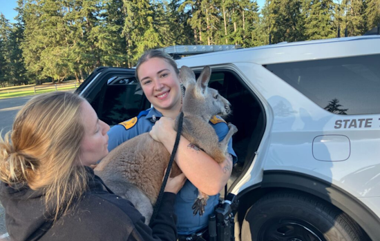 Wayward Marsupial Leads to Traffic Delays in Parkland, Safely Apprehended by Troopers and Locals