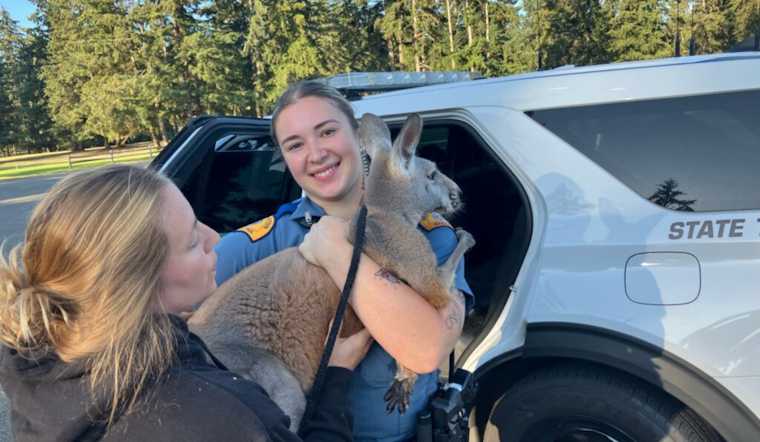 Wayward Marsupial Leads to Traffic Delays in Parkland, Safely Apprehended by Troopers and Locals