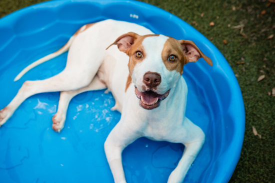 Webb Engineering Partners with Orange County Animal Services to Cover Adoption Fees