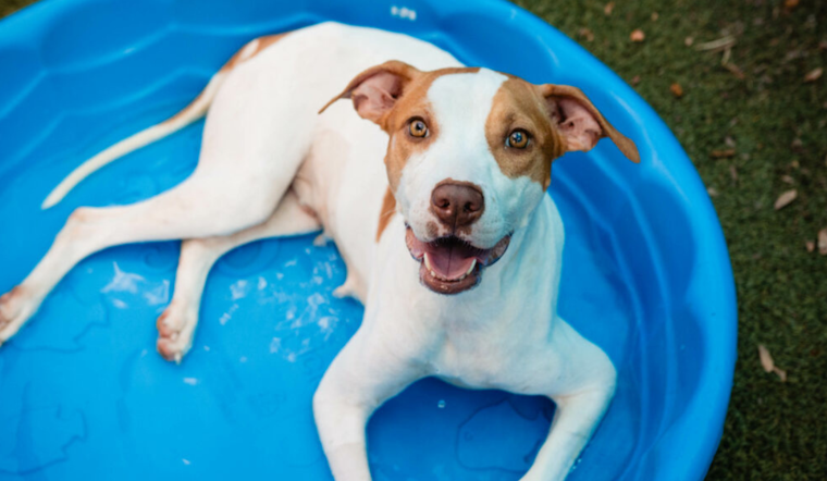 Webb Engineering Partners with Orange County Animal Services to Cover Adoption Fees