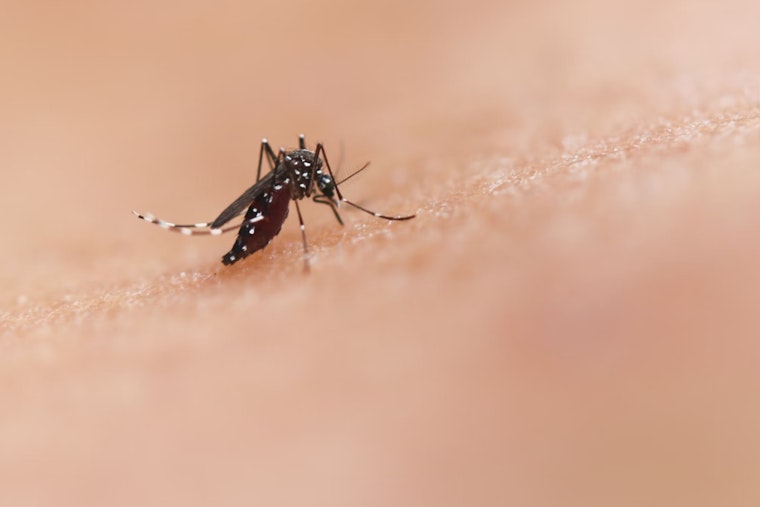 West Nile Virus-Carrying Mosquitoes Detected in Placer County's Sheridan Area Amid Rising Summer Heat