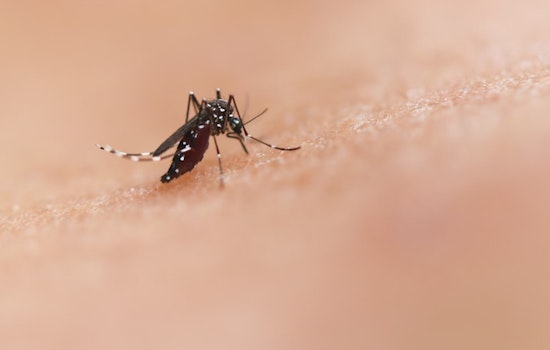 West Nile Virus-Carrying Mosquitoes Detected in Placer County's Sheridan Area Amid Rising Summer Heat