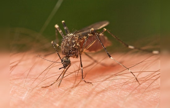 West Nile Virus Detected in Huntington Beach Mosquitoes, Orange County on Alert